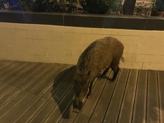 Sus scrofa moupinensis