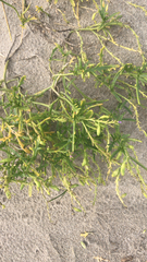 Cakile maritima integrifolia