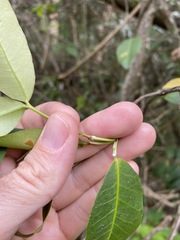 Melodinus australis