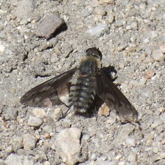 Poecilanthrax californicus