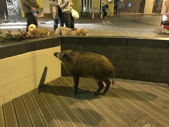 Sus scrofa moupinensis