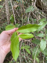 Melodinus australis
