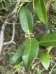 Melodinus australis
