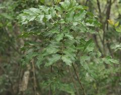 Smelophyllum capense