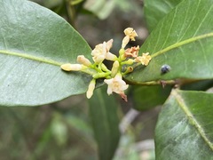 Melodinus australis
