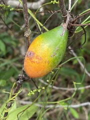 Melodinus australis