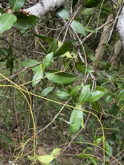 Melodinus australis