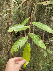 Glochidion sumatranum