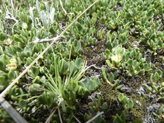 Muehlenbeckia volcanica