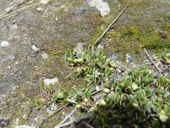 Muehlenbeckia volcanica