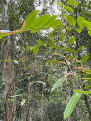 Glochidion sumatranum