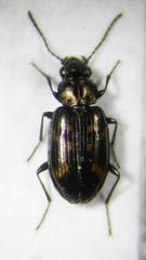 Bembidion obliquum