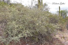 Prosopis torquata