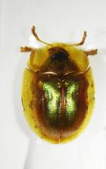 Cassida subreticulata