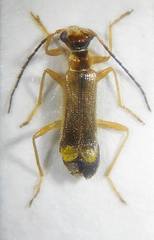 Malthinus seriepunctatus