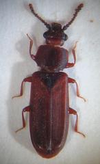 Pediacus dermestoides