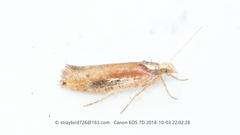 Ypsolopha parenthesella