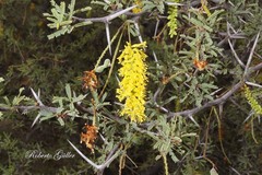Prosopis torquata