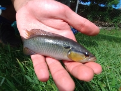 Crenicichla britskii
