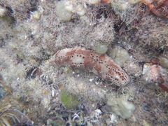 Holothuria hartmeyeri