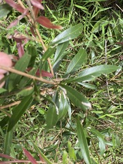 Melaleuca salicina