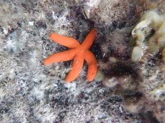 Echinasteridae