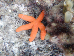 Echinasteridae