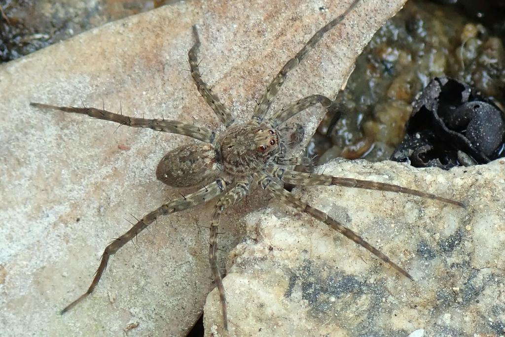 Pardosa sumatrana