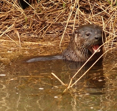 Lontra canadensis pacifica