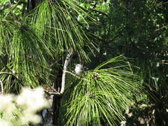 Zosterops mauritianus