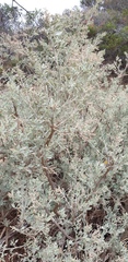 Chenopodium parabolicum