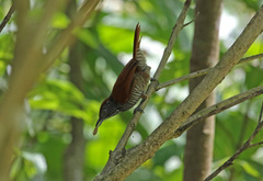 Thamnophilus palliatus