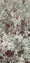 Chenopodium parabolicum