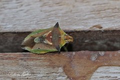 Tylospilus