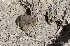 Rhinella arenarum