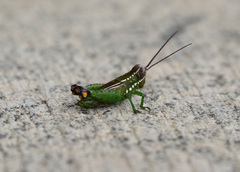 Pseudonautia beckeri