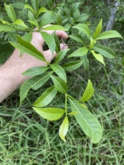 Tabernaemontana pandacaqui
