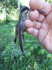 Pale-Bellied Hermit photo 2