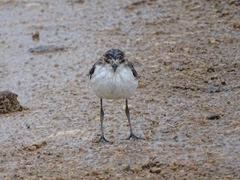 Charadrius ruficapillus