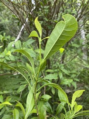 Tabernaemontana pandacaqui