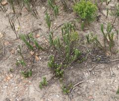 Senecio pauciflosculosus