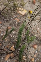 Senecio pauciflosculosus