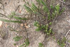 Senecio pauciflosculosus