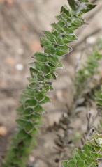 Senecio pauciflosculosus