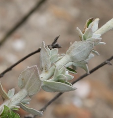 Senecio pauciflosculosus