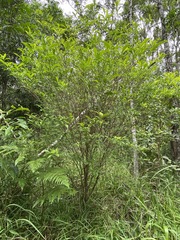 Tabernaemontana pandacaqui