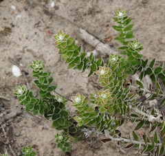 Senecio pauciflosculosus