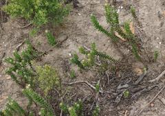 Senecio pauciflosculosus
