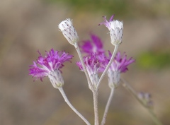 Vernonia capensis
