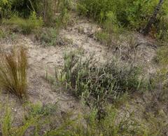 Senecio pauciflosculosus